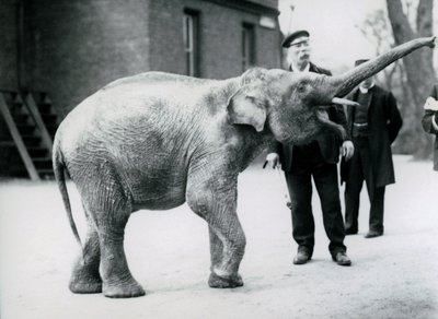 他の飼育係が見ている間、飼育係でトランクを上げるアジアゾウの赤ちゃん 作： Frederick William Bond